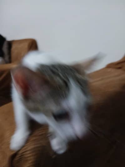 cat for adoption