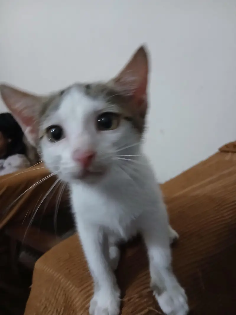 cat for adoption — photo 3