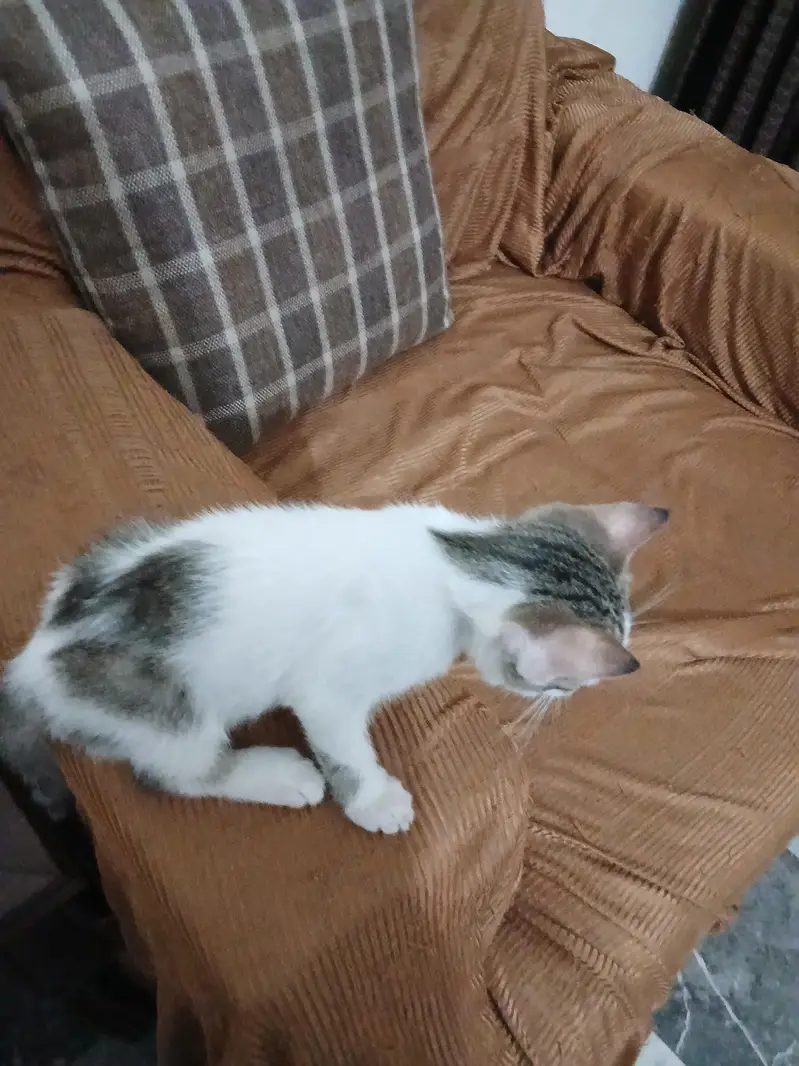 cat for adoption — photo 4
