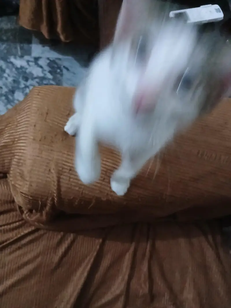 cat for adoption — photo 5