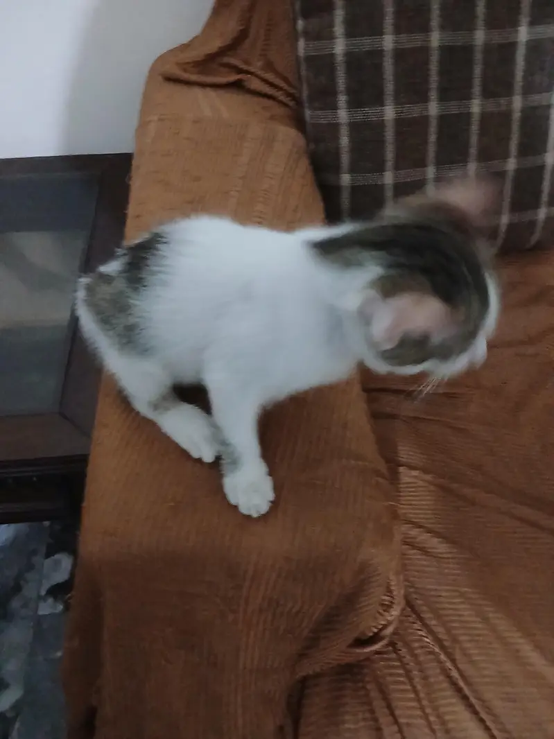 cat for adoption — photo 6