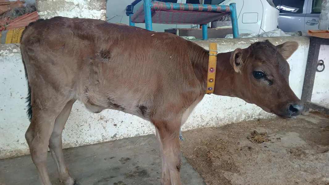 Freezion jursee cross cow with new born Jursee wachee — photo 5