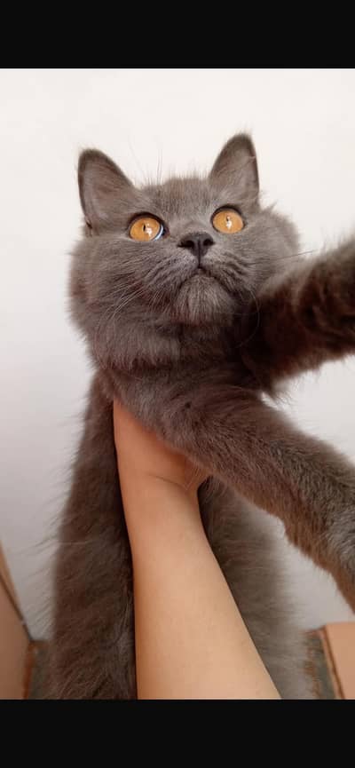 PERSIAN BROWN EYES CAT