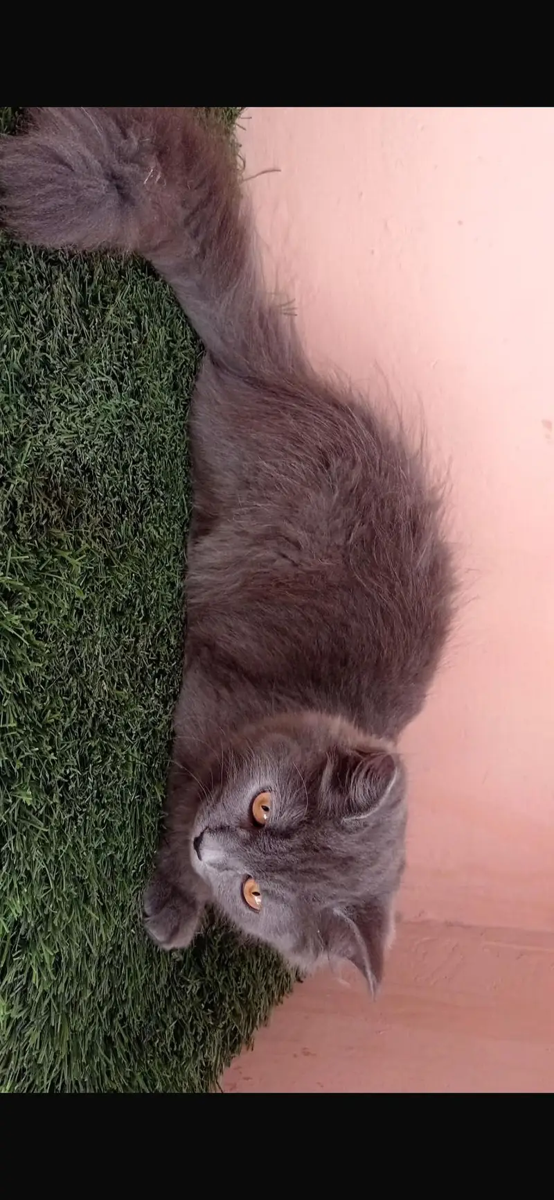 PERSIAN BROWN EYES CAT — photo 2