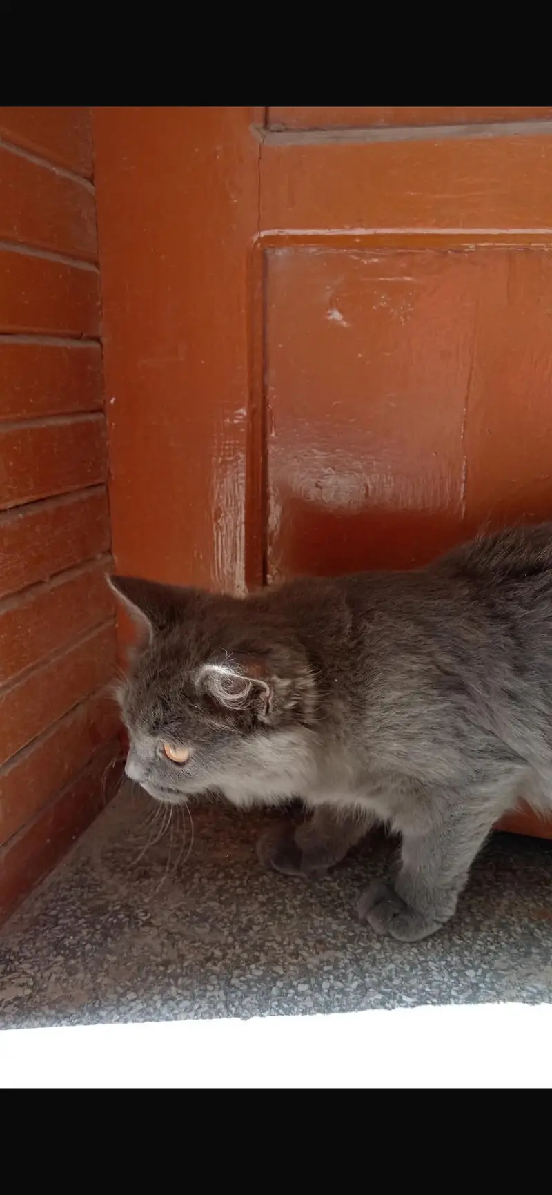 PERSIAN BROWN EYES CAT — photo 3