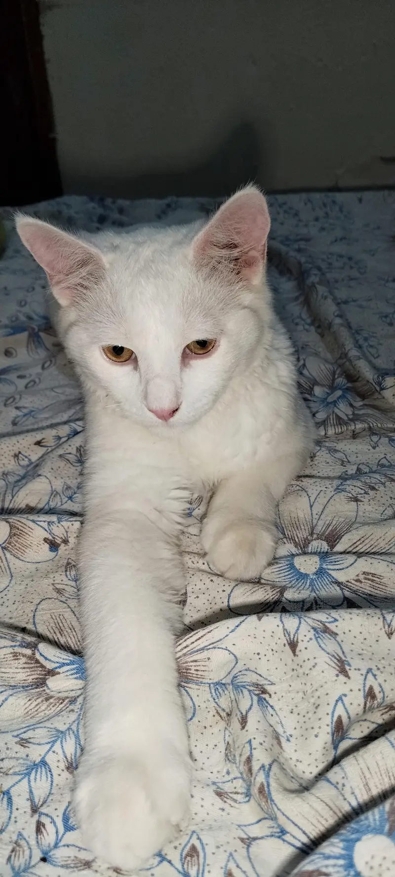 serious boyser plz — photo 5