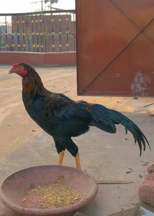 Aseel miyawali patha male — photo 2