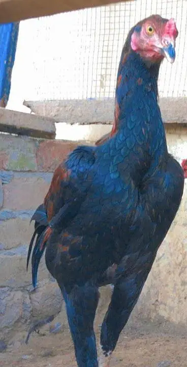 Aseel miyawali patha male — photo 3