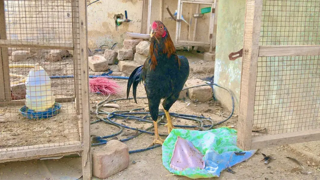 Aseel miyawali patha male — photo 4
