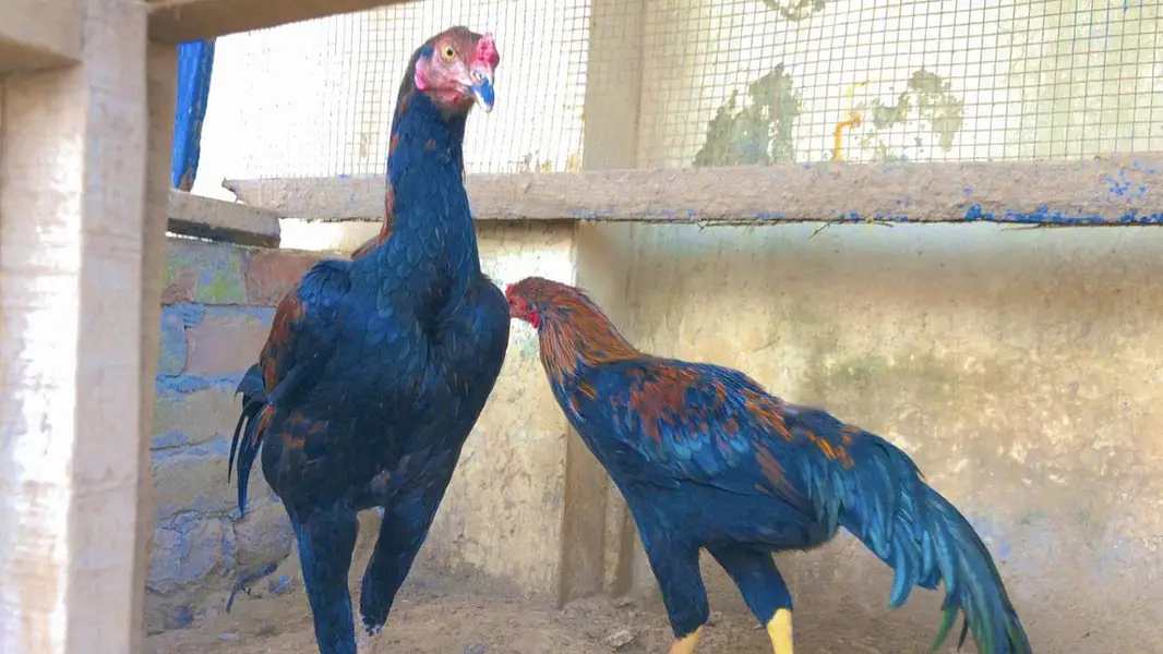 Aseel miyawali patha male — photo 5