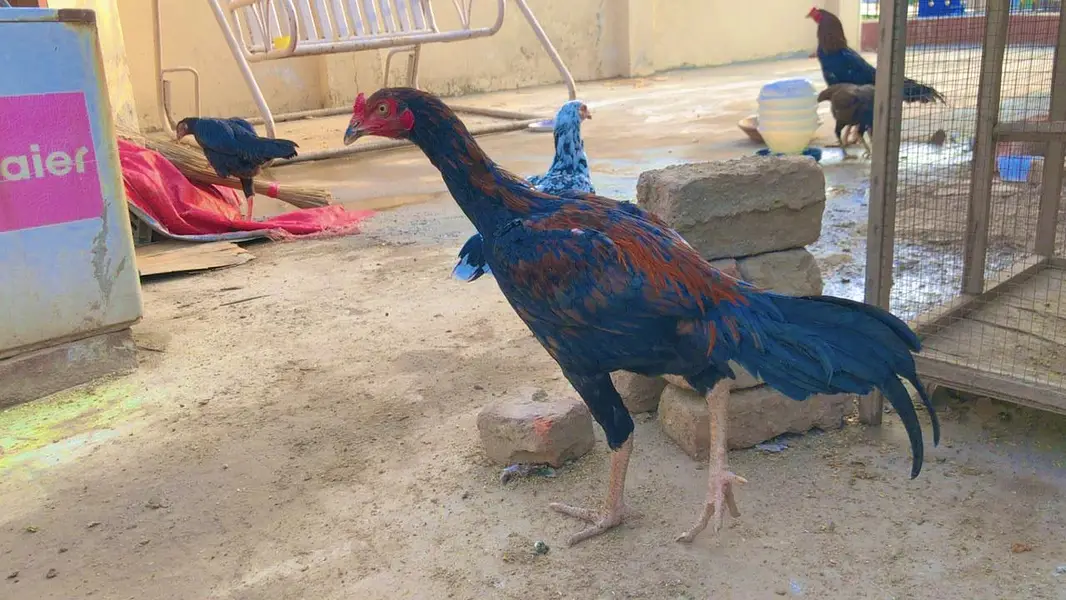 Aseel miyawali patha male — photo 6