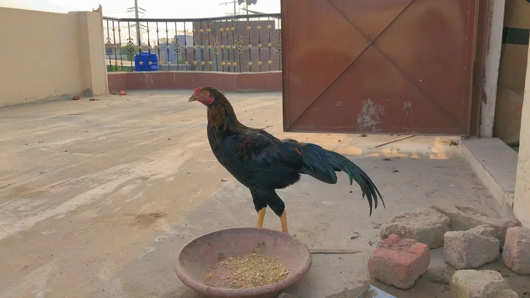 Aseel miyawali patha male — photo 7