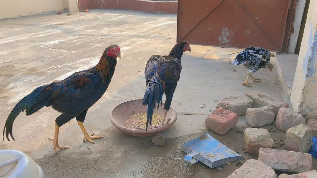 Aseel miyawali patha male — photo 8