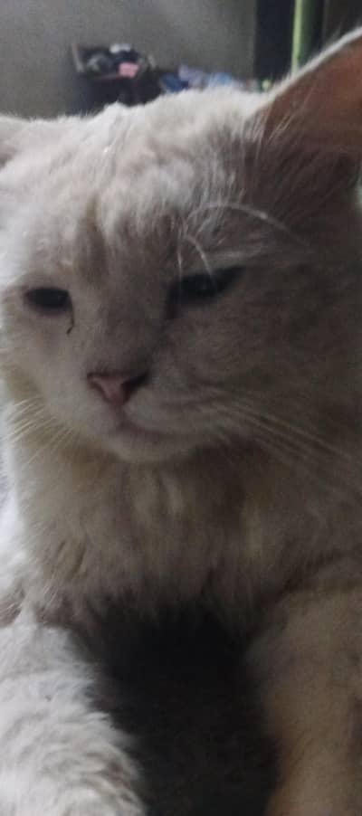 good cat Persian different color of eyes