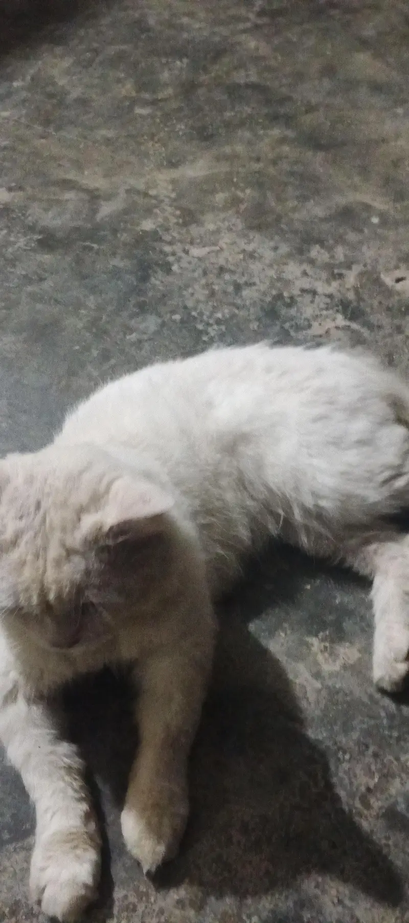 good cat Persian different color of eyes — photo 2
