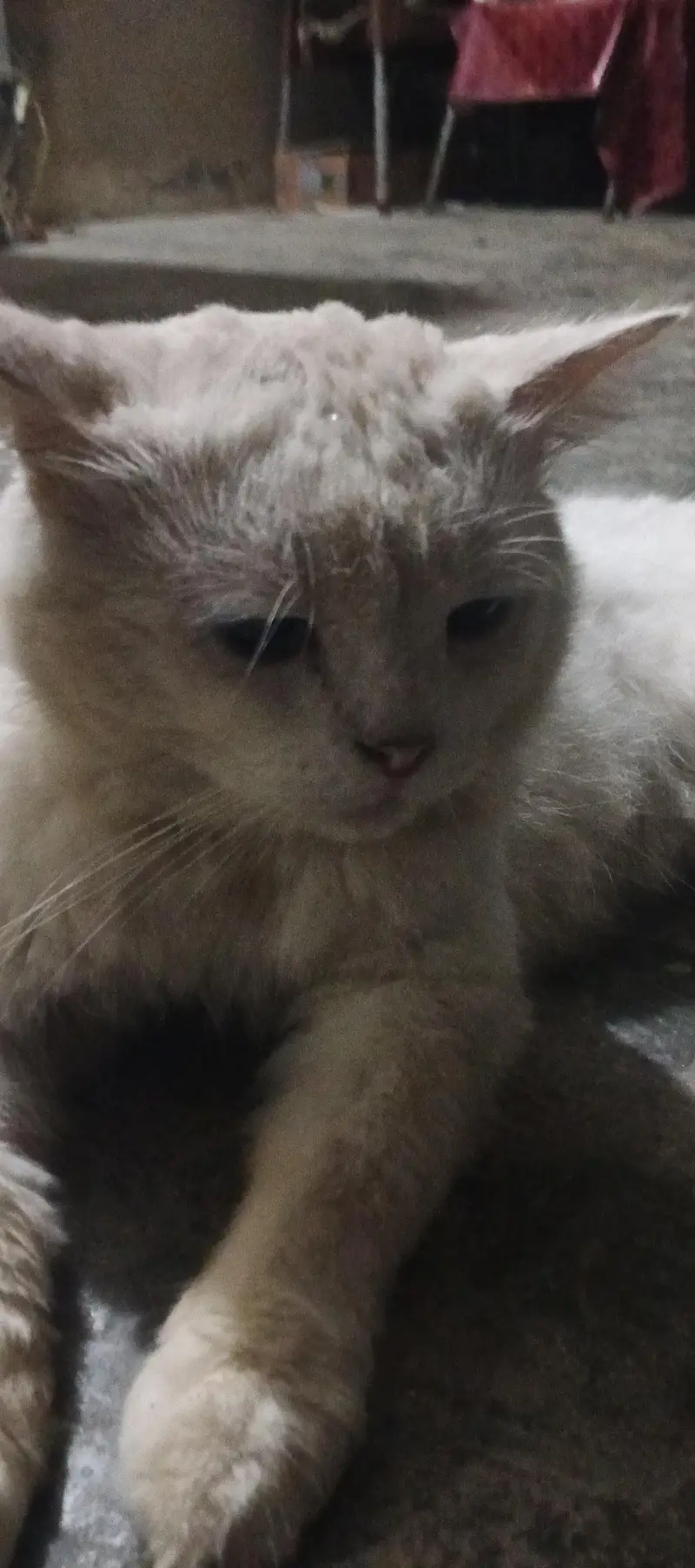 good cat Persian different color of eyes — photo 3