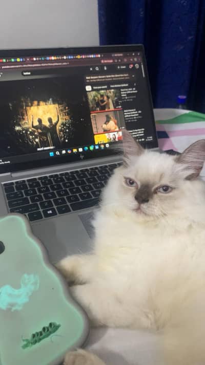 Fluffy Female Cat for Sale