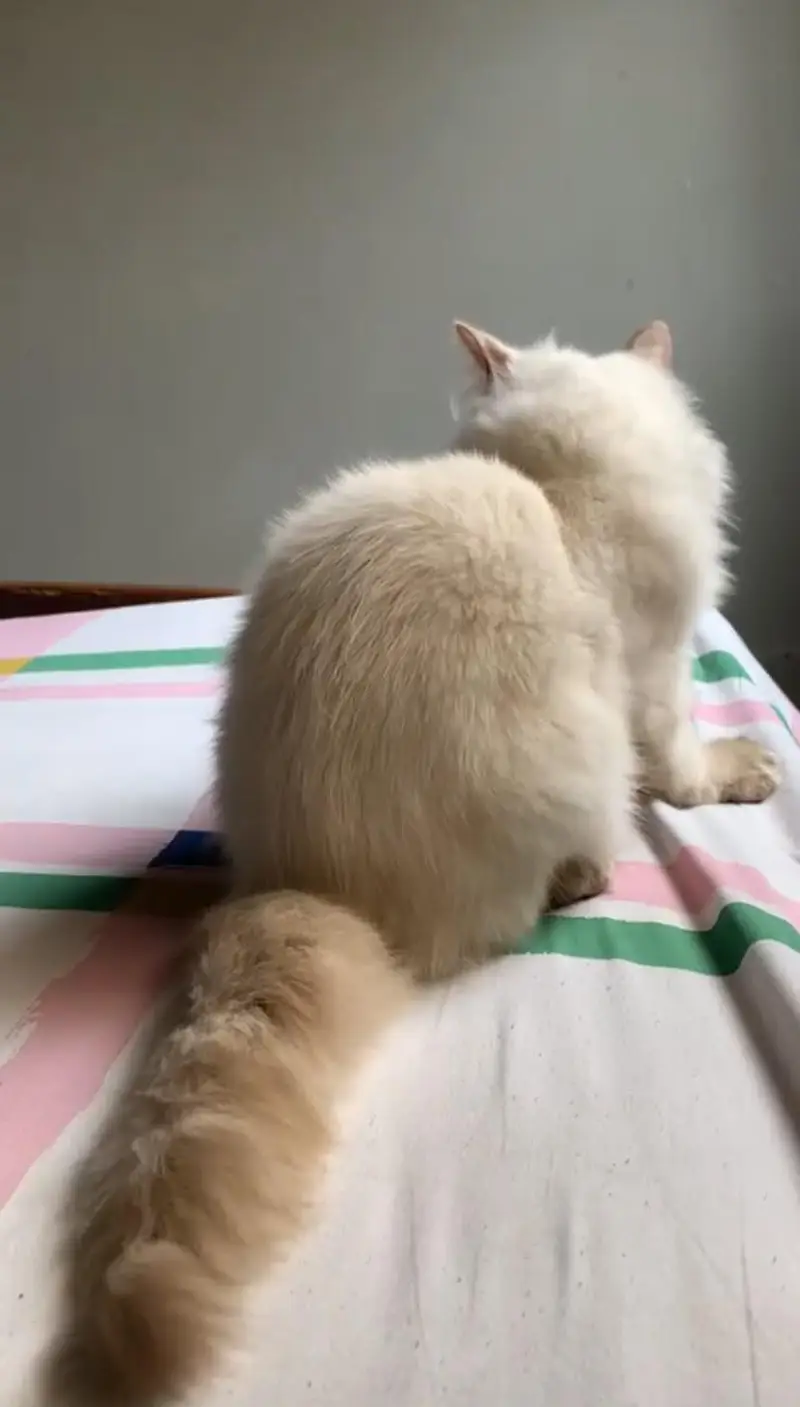 Fluffy Female Cat for Sale — photo 2