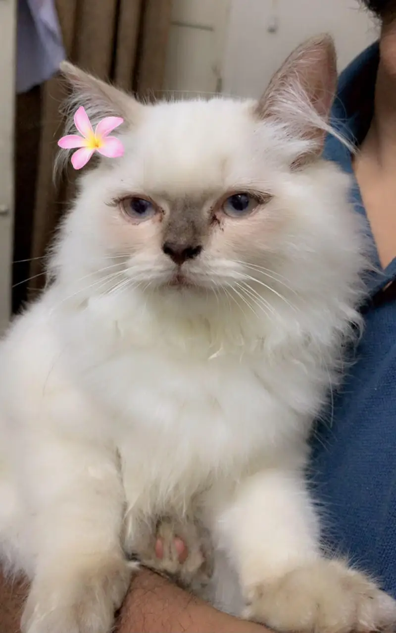 Fluffy Female Cat for Sale — photo 3