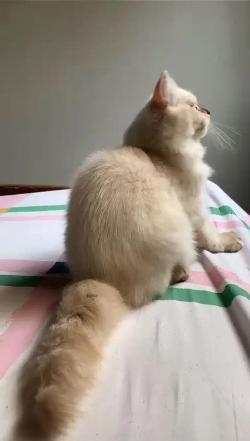 Fluffy Female Cat for Sale — photo 4