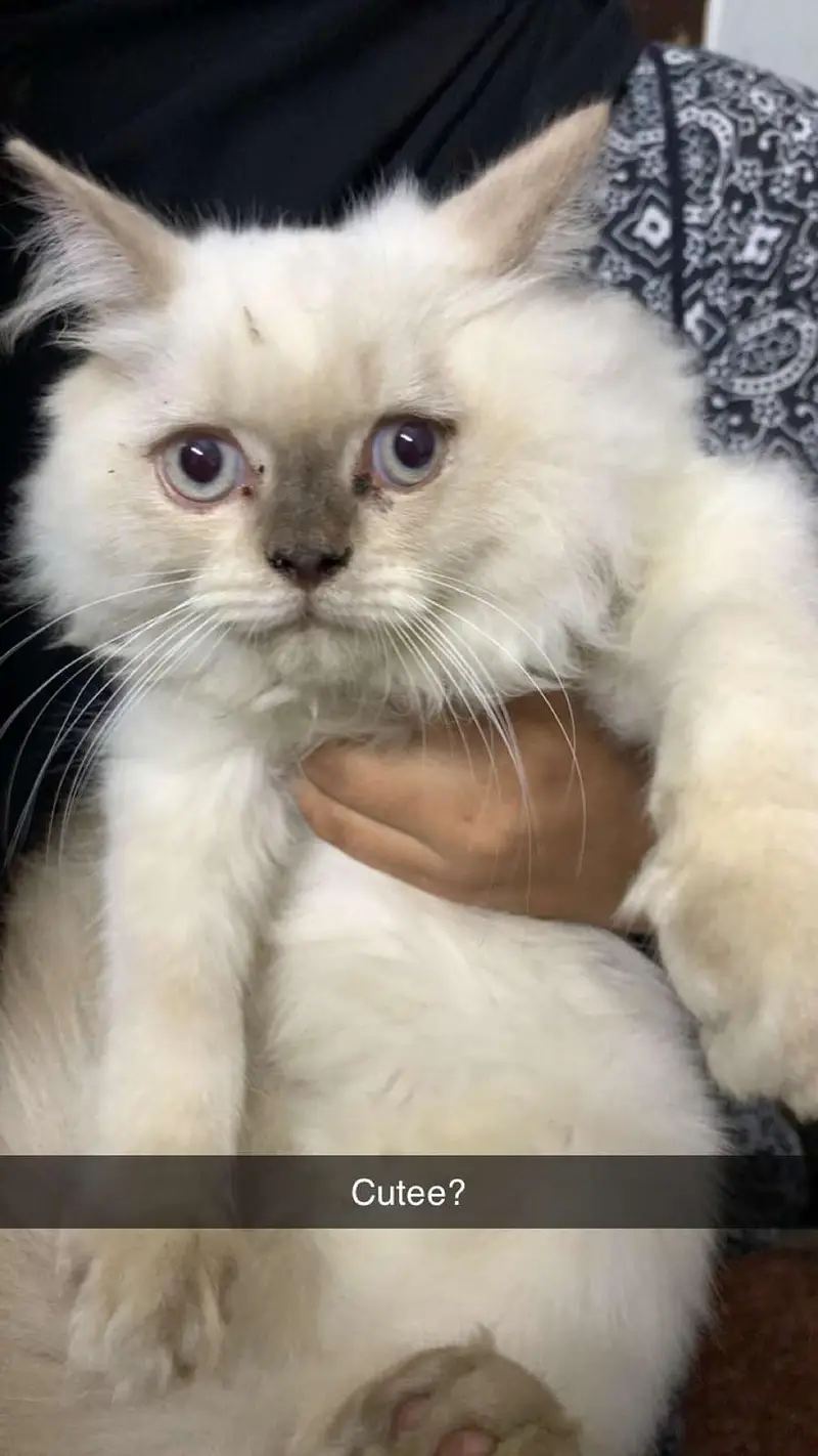 Fluffy Female Cat for Sale — photo 5