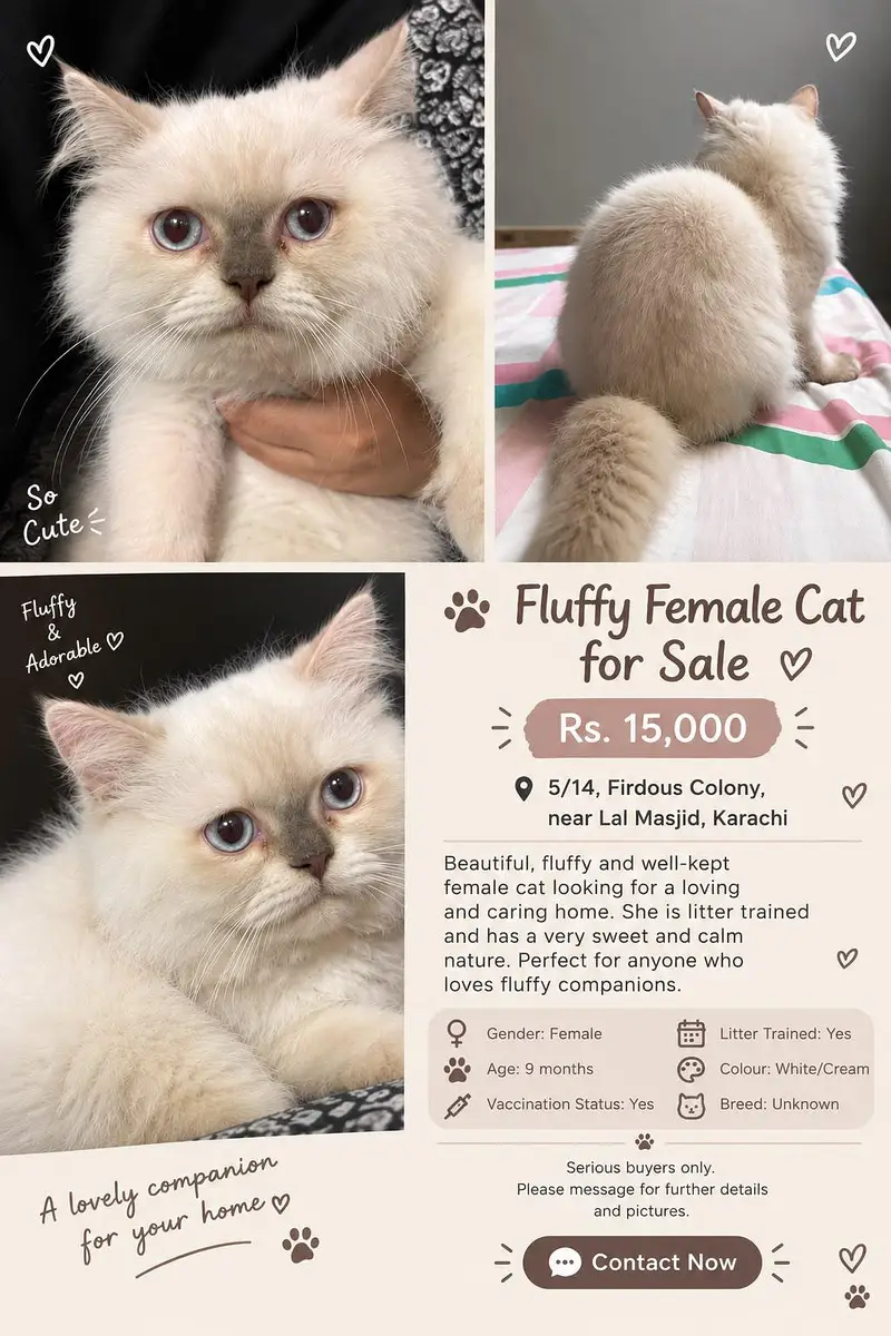 Fluffy Female Cat for Sale — photo 6