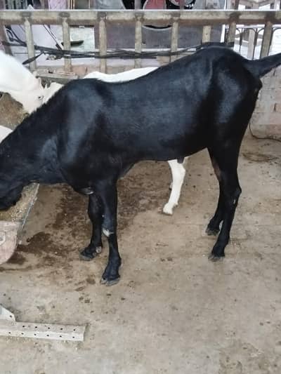 old blood line Black bettal bakra