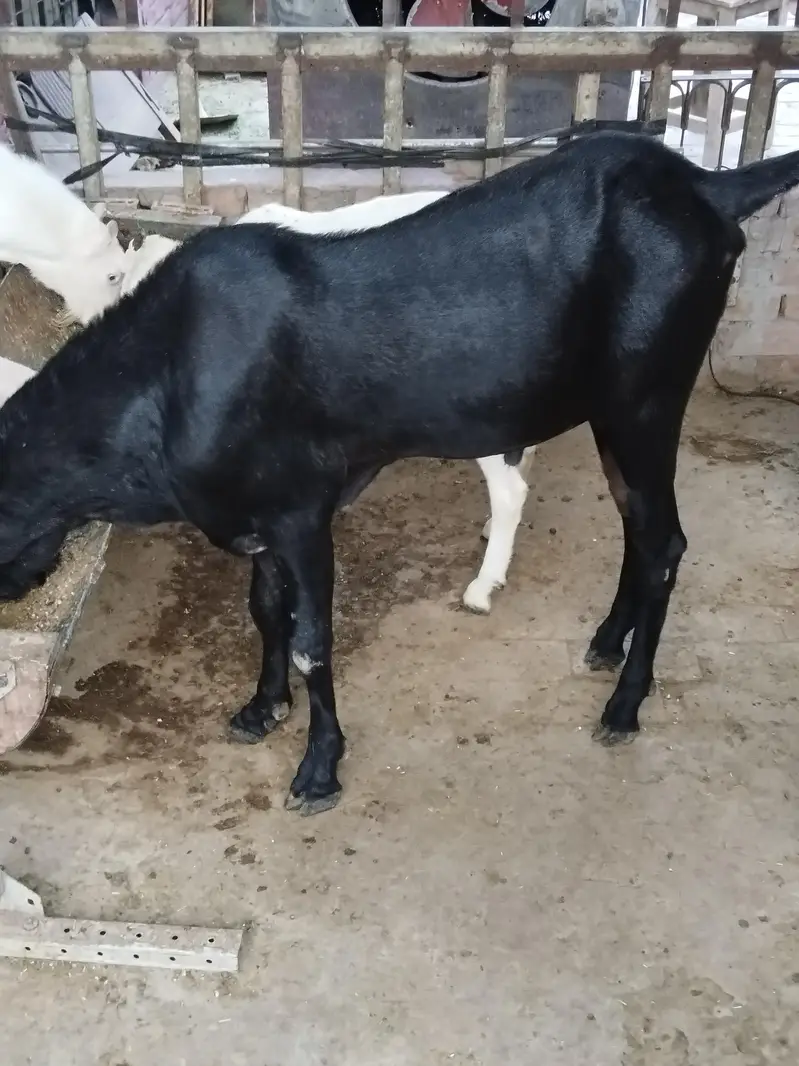 old blood line Black bettal bakra