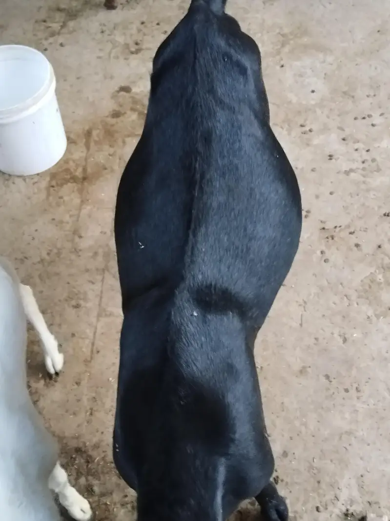 old blood line Black bettal bakra — photo 3