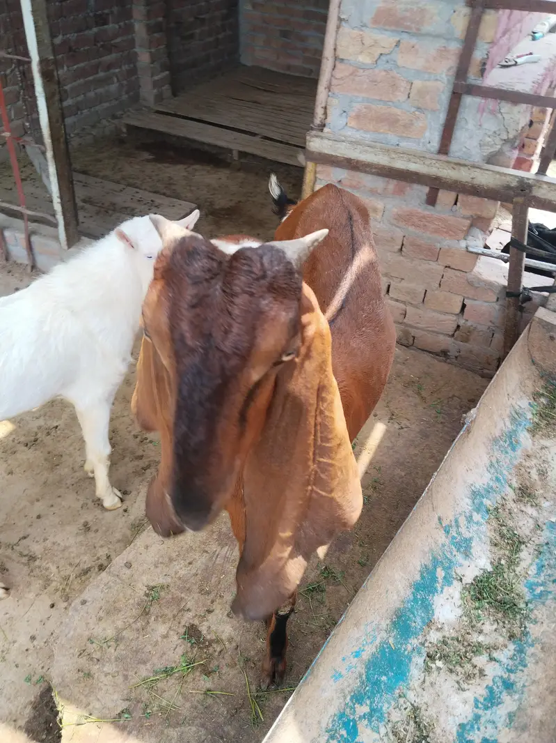 old blood line Black bettal bakra — photo 4
