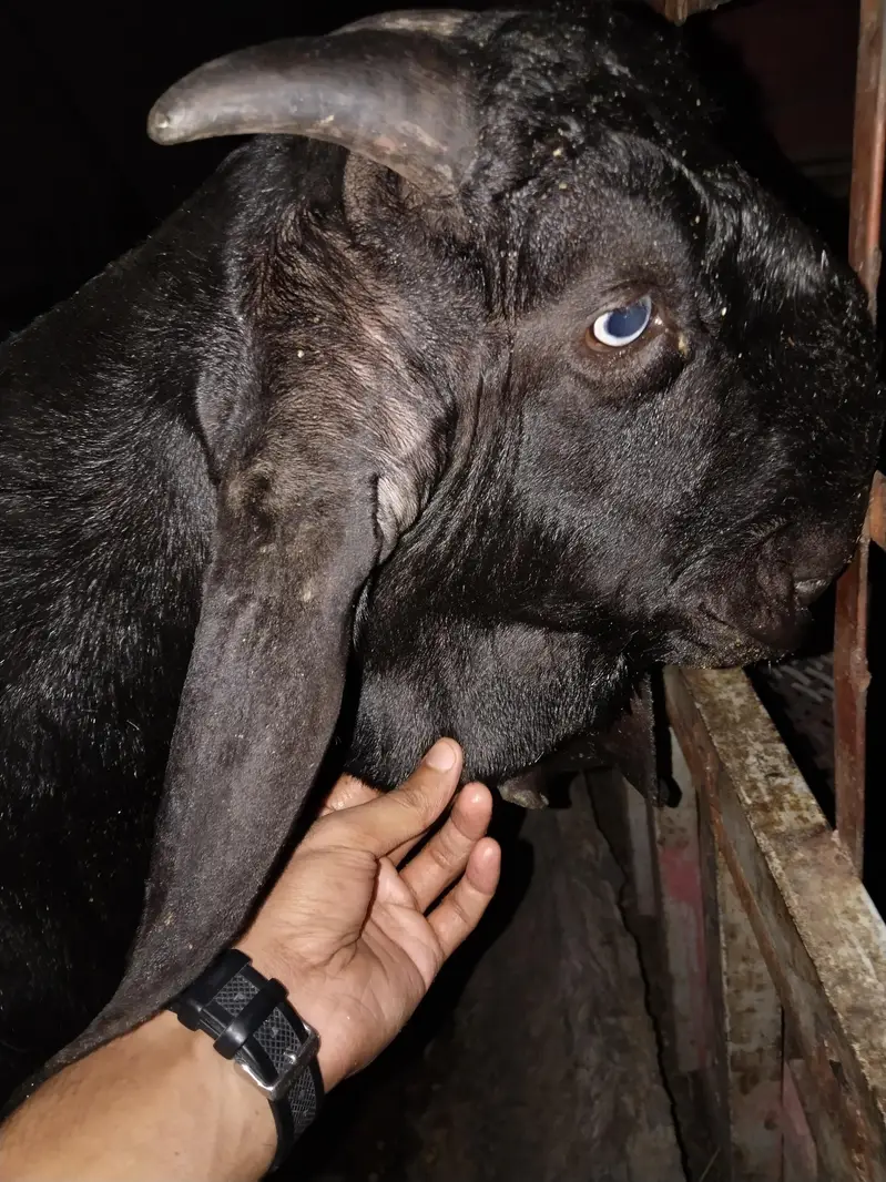 old blood line Black bettal bakra — photo 5