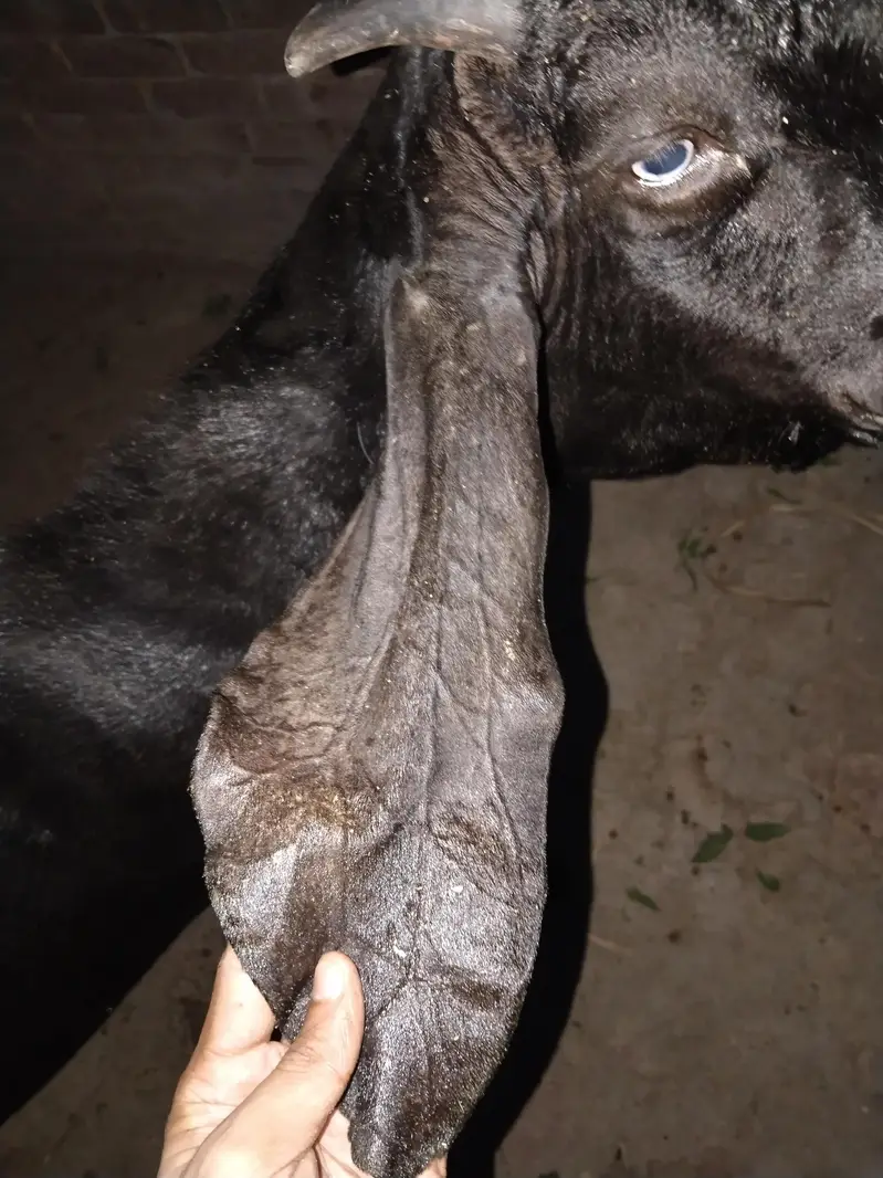 old blood line Black bettal bakra — photo 6
