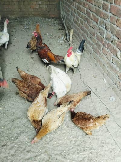 desi, golden, misri hens for sale