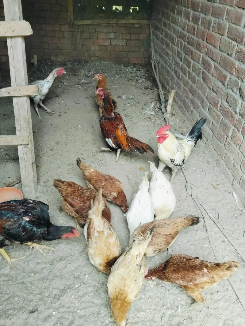 desi, golden, misri hens for sale — photo 2