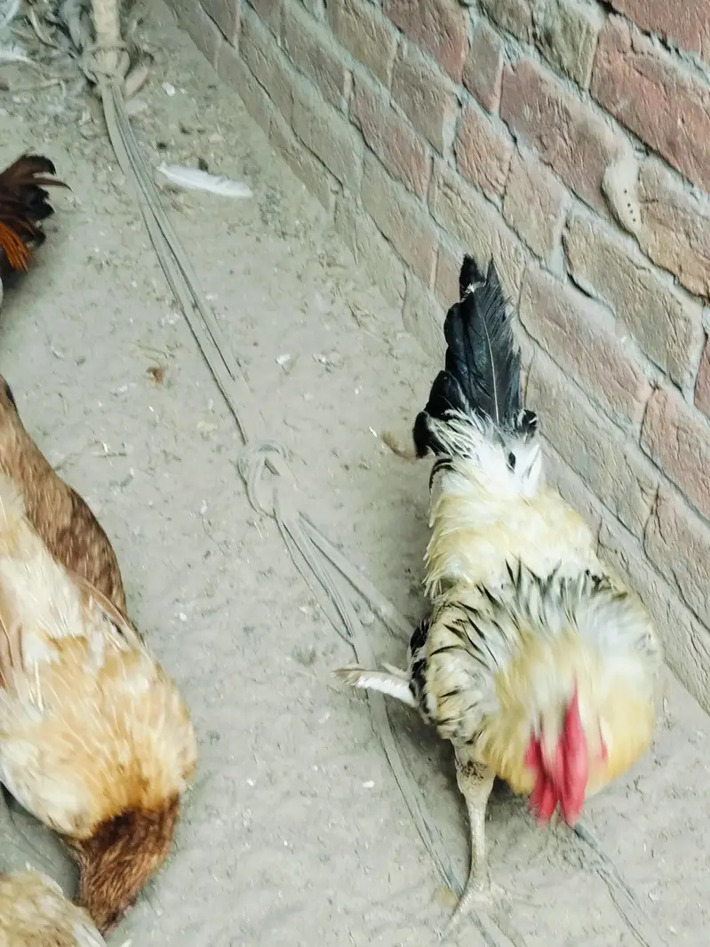 desi, golden, misri hens for sale — photo 4