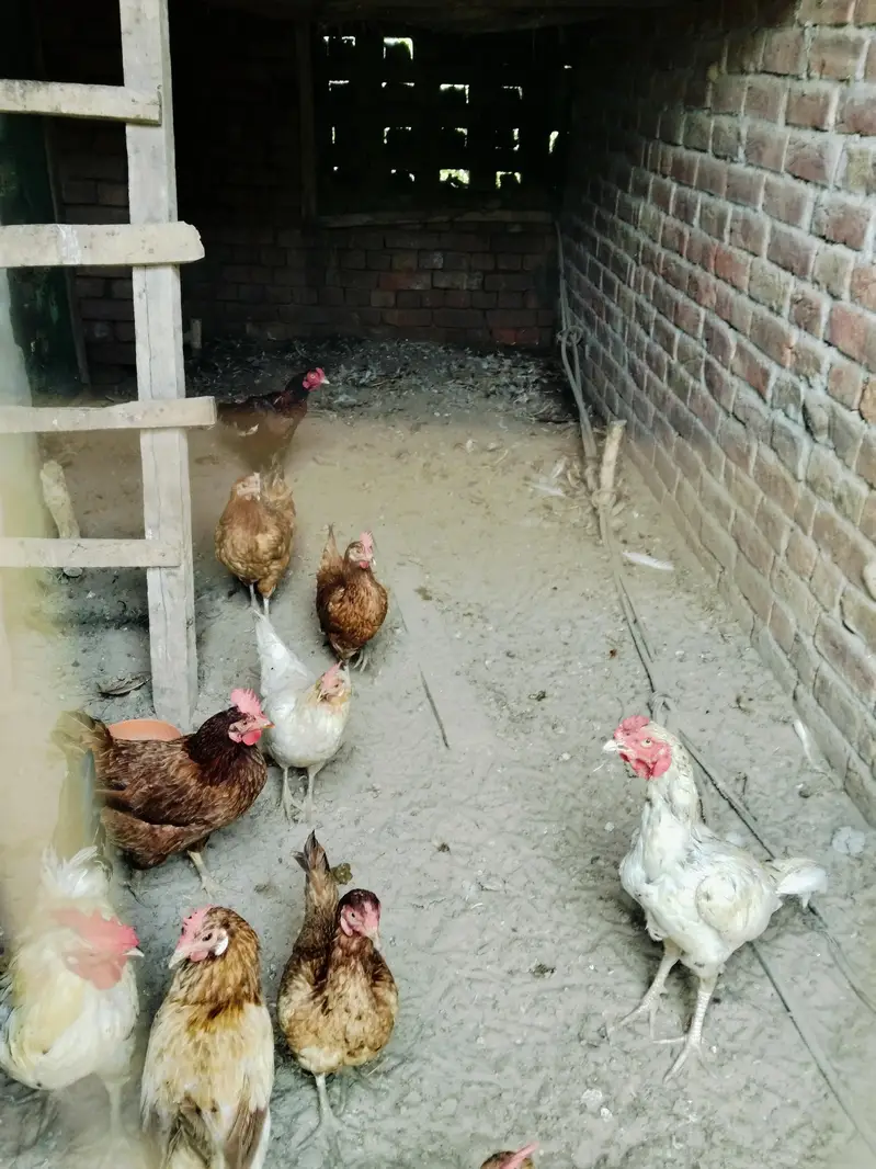 desi, golden, misri hens for sale — photo 5