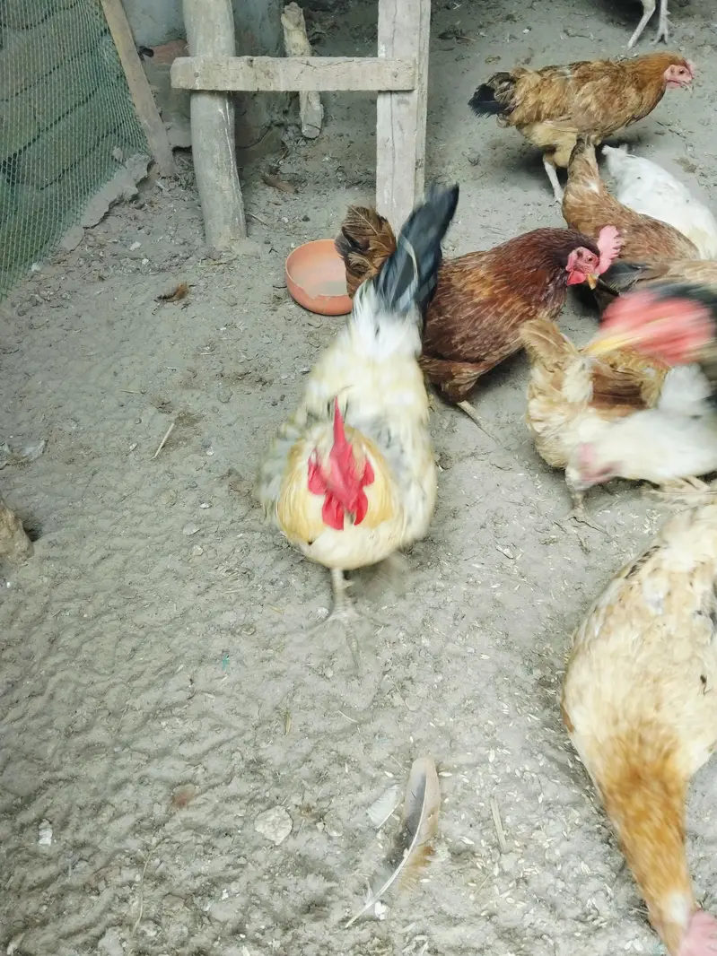 desi, golden, misri hens for sale — photo 6