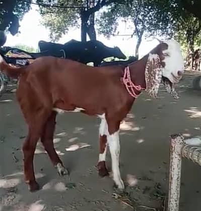 Desi Bakra/ Patha/ Male Goat   for sale