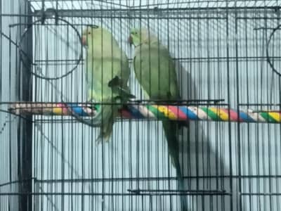 breeding pair ringneck parrots