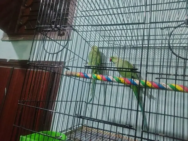 breeding pair ringneck parrots — photo 2