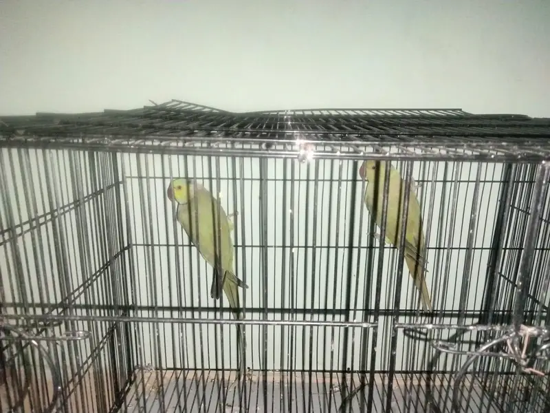 breeding pair ringneck parrots — photo 3