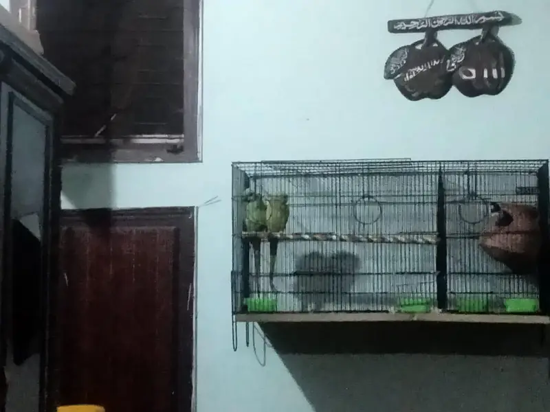 breeding pair ringneck parrots — photo 4