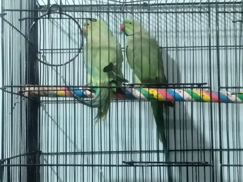 breeding pair ringneck parrots — photo 5