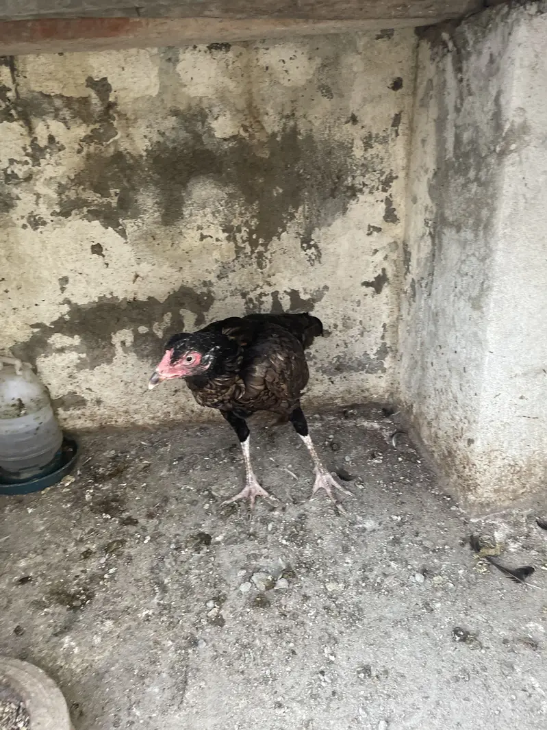 Aseel Hen beautiful fearhers — photo 4
