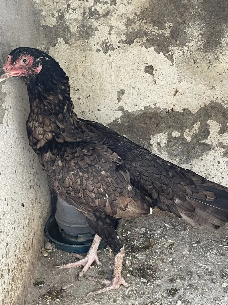 Aseel Hen beautiful fearhers — photo 5