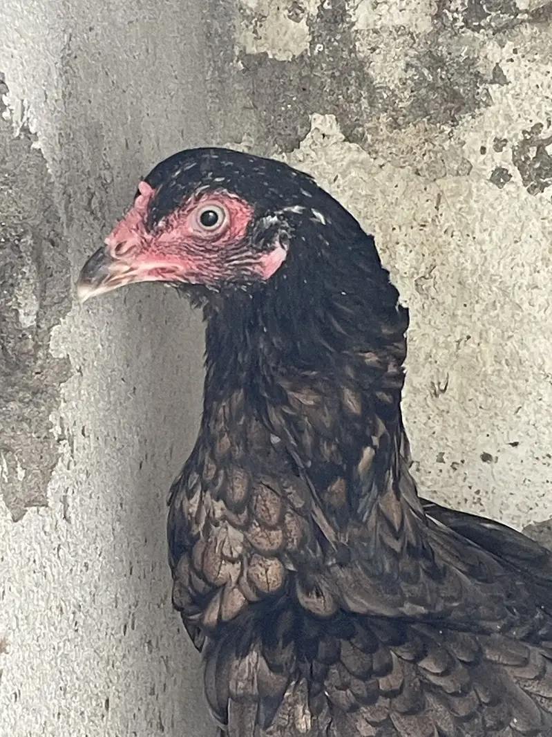 Aseel Hen beautiful fearhers — photo 7
