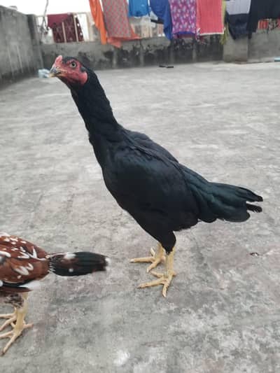 want to sale my beautiful and healthy thai Cross female