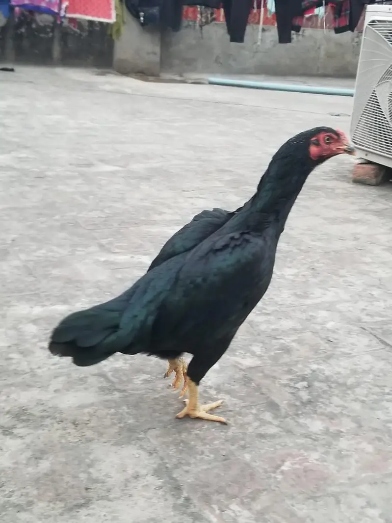 want to sale my beautiful and healthy thai Cross female — photo 2