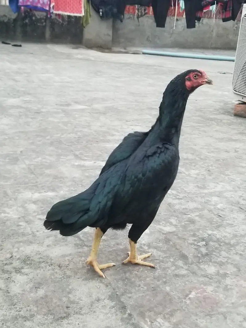want to sale my beautiful and healthy thai Cross female — photo 3