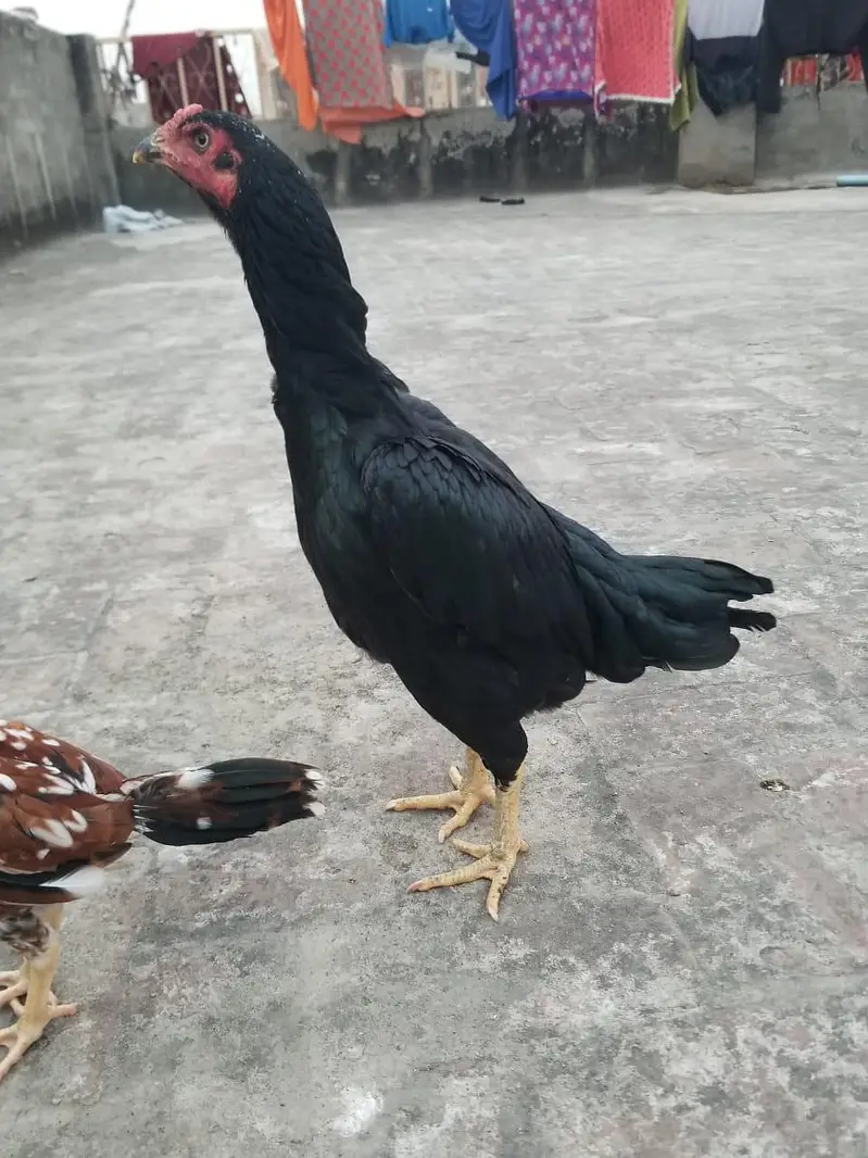want to sale my beautiful and healthy thai Cross female — photo 4